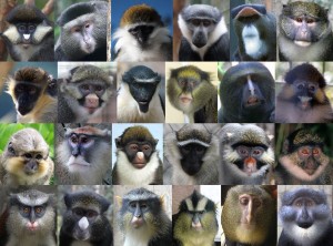 Monkey Faces