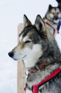 stockvault-close-up-with-a-grey-husky110182